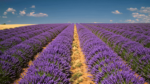 lavendergif